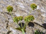 Bupleurum ranunculoides. Общее соцветие. Испания, автономное сообщество Каталония, провинция Жирона, комарка Рипольес, муниципалитет Сеткасес, курорт \"Вальтер 2000\", ≈2200 м н.у.м., нижняя часть склона зап. экспозиции, каменистое русло временного потока. 03.07.2022.