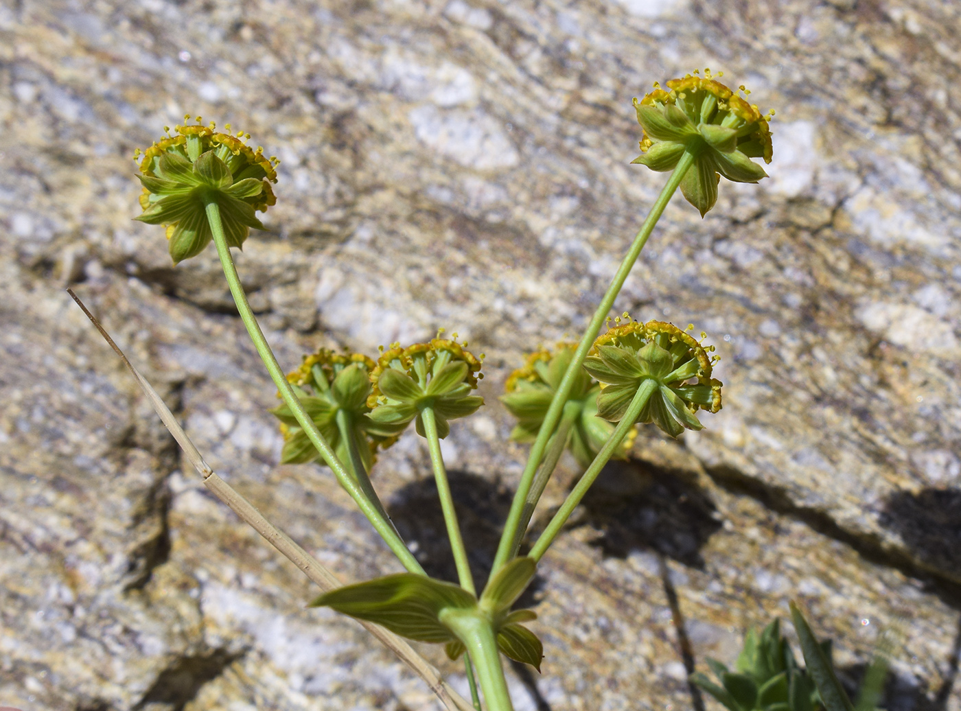 Image of Bupleurum ranunculoides specimen.