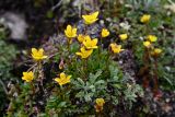 Saxifraga hirculus