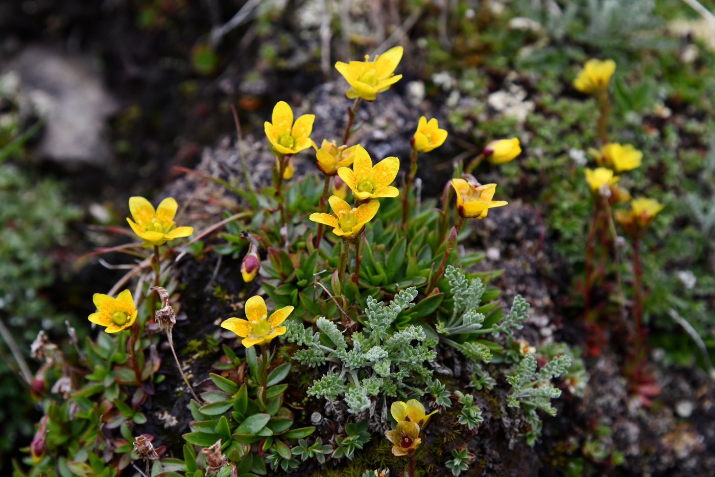 Изображение особи Saxifraga hirculus.