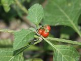 Solanum olgae