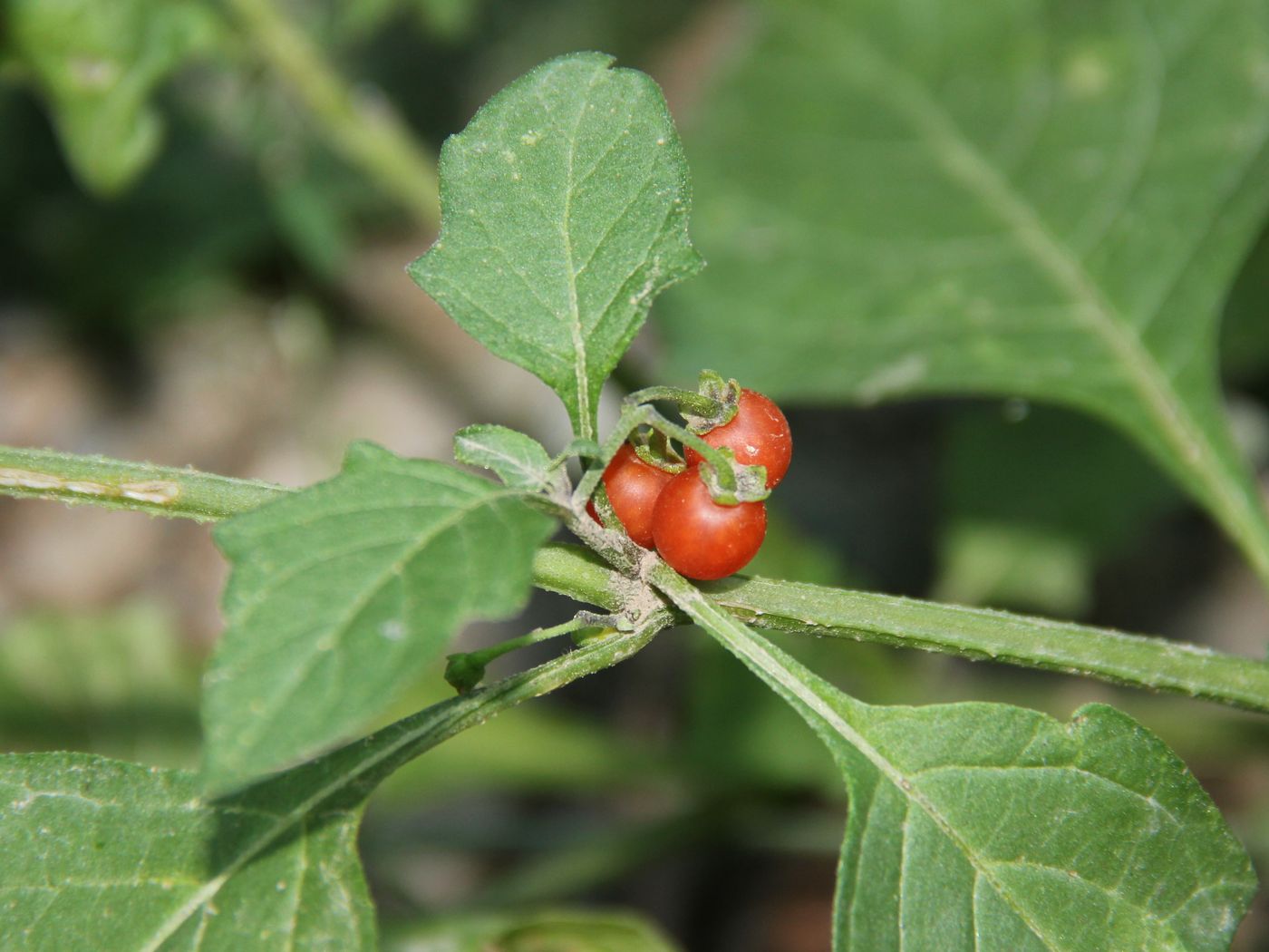 Изображение особи Solanum olgae.