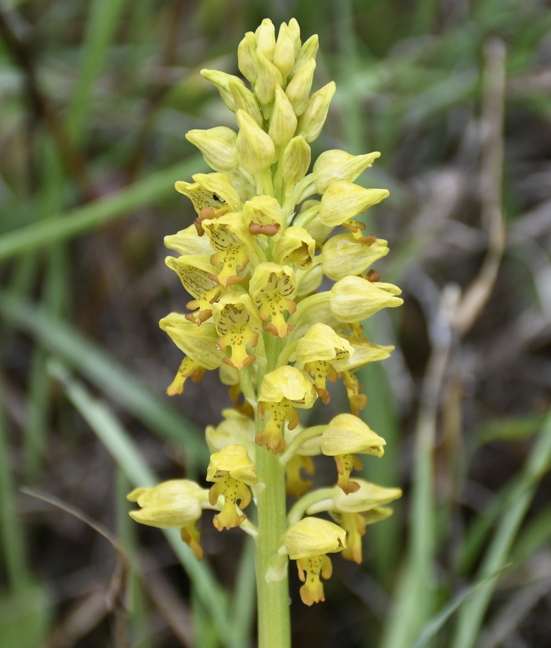 Image of Orchis punctulata specimen.