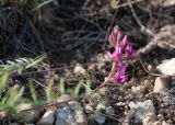 Oxytropis floribunda. Соцветие. Казахстан, Восточно-Казахстанская обл., Глубоковский р-н, окр. с. Предгорное, щебнистая степь на склоне сопки. 06.05.2023.