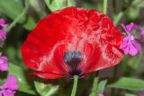 Papaver umbonatum