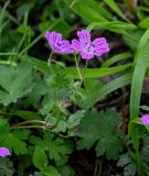 Geranium albanum. Верхушка побега с соцветием. Дагестан, Магарамкентский р-н, Самурский лес, опушка широколиственного леса. 05.05.2022.