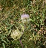 Cirsium obvallatum. Верхушка цветущего растения. Кабардино-Балкария, Эльбрусский р-н, гора Чегет, выс. ок. 2500 м н.у.м., окр. ведущей к оз. Донгуз-Орун тропы, луг. 28 августа 2023 г.