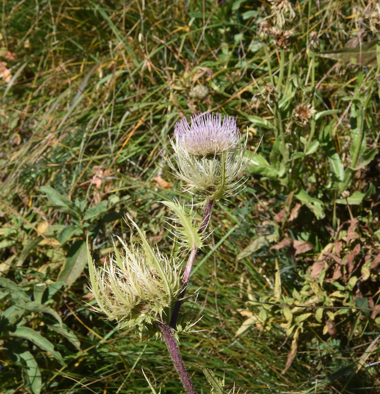 Изображение особи Cirsium obvallatum.