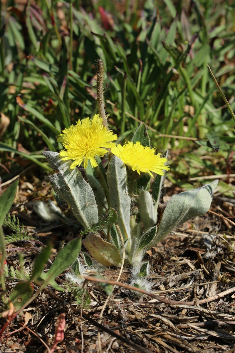 Изображение особи Pilosella officinarum.