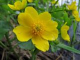 Caltha palustris