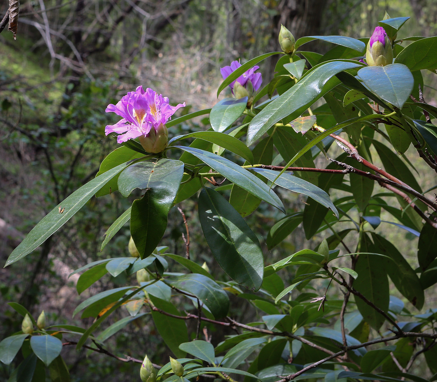 Изображение особи Rhododendron ponticum.