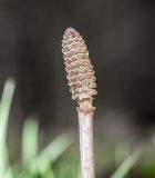 Equisetum arvense