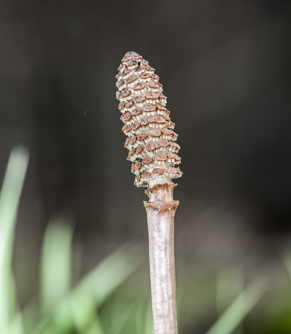 Изображение особи Equisetum arvense.