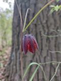 Fritillaria ruthenica