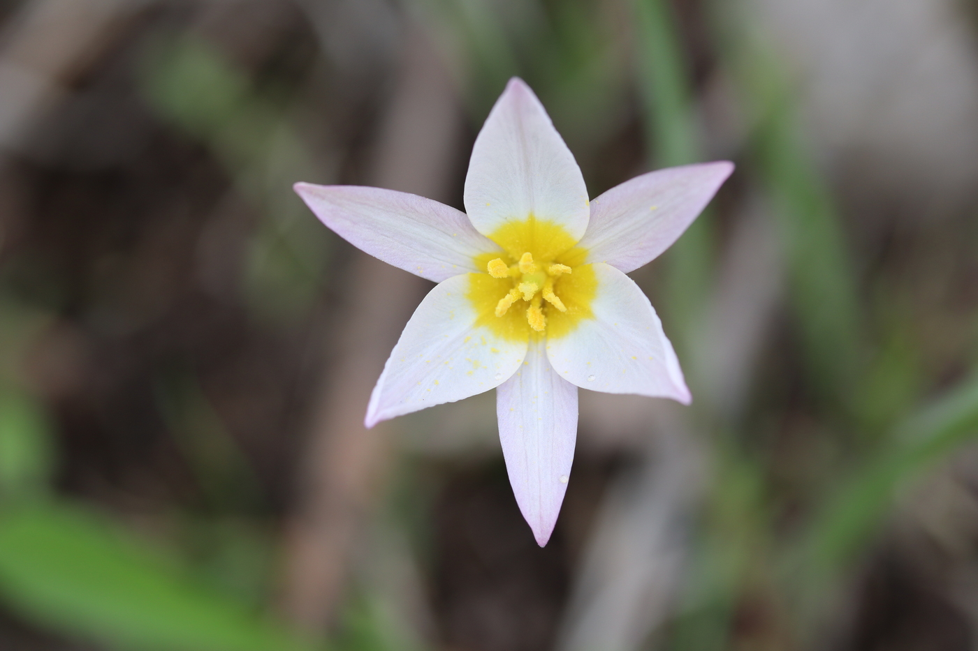 Image of Tulipa patens specimen.