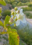 Rubus caesius. Верхушка побега с соцветием с цветками и бутонами. Краснодарский край, Крымский р-н, окр. станицы Неберджаевская, долина р. Неберджай, на кромке обрыва высокого берега реки. 27.06.2024.