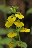 Rhynchocorys elephas. Соцветие. Карачаево-Черкесия, Карачаевский р-н, окр. пос. Домбай, дол. р. Алибек, горное криволесье. 21.06.2024.