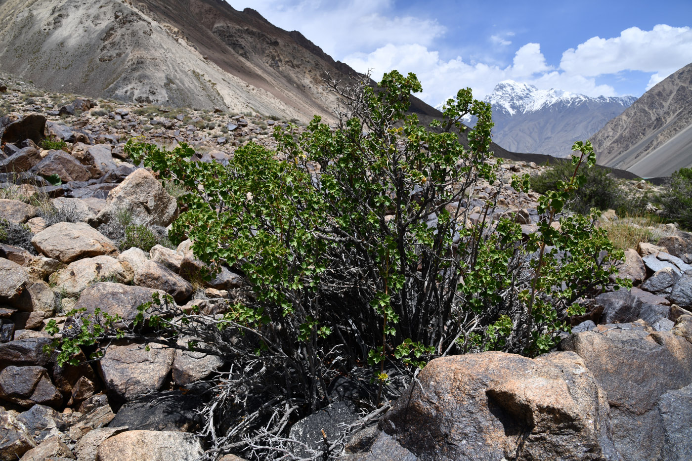 Image of Ribes villosum specimen.