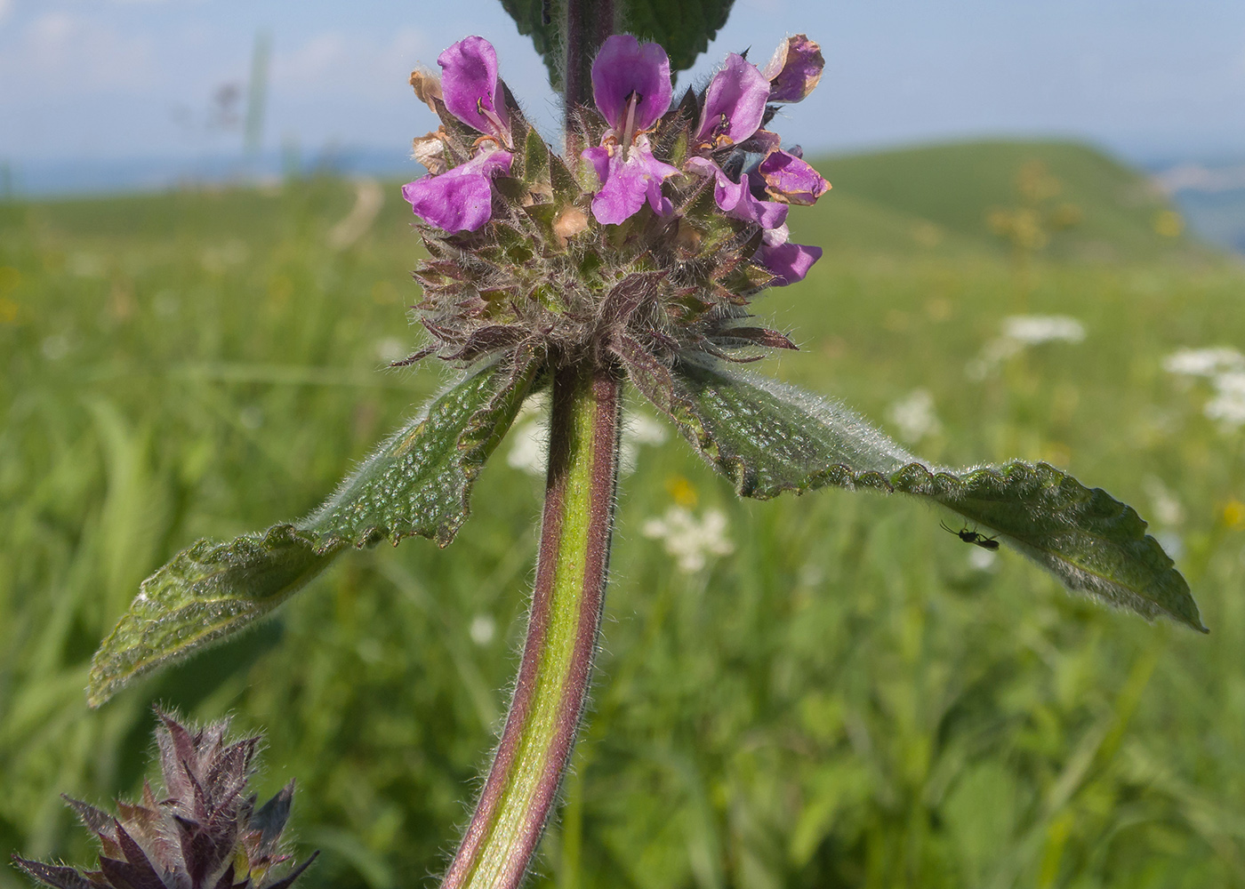 Image of Stachys balansae specimen.