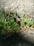 Erodium cicutarium