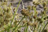 Cyperus difformis. Верхушки побегов с соплодиями. Испания, Каталония, пров. Жирона, комарка Баш Эмпорда, муниципалитет Тороэлья-де-Монгри, дельта р. Тер, заливное поле, сорное в посевах Oryza sativa. 21.10.2024.