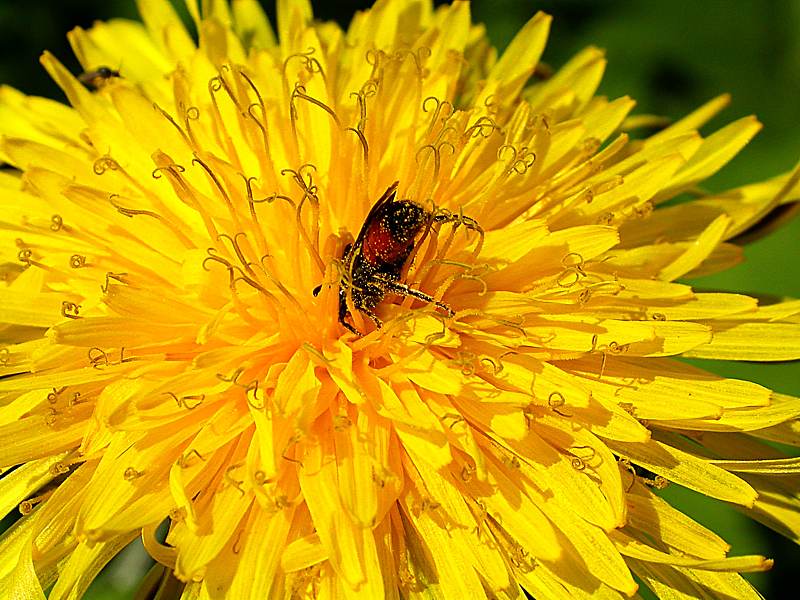 Image of Taraxacum officinale specimen.