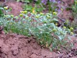 Alyssum turkestanicum variety desertorum