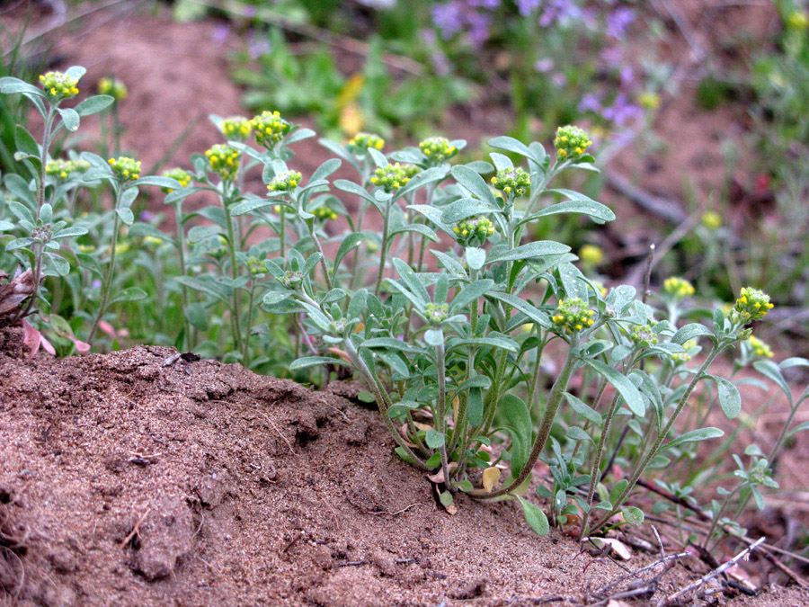 Image of Alyssum turkestanicum var. desertorum specimen.