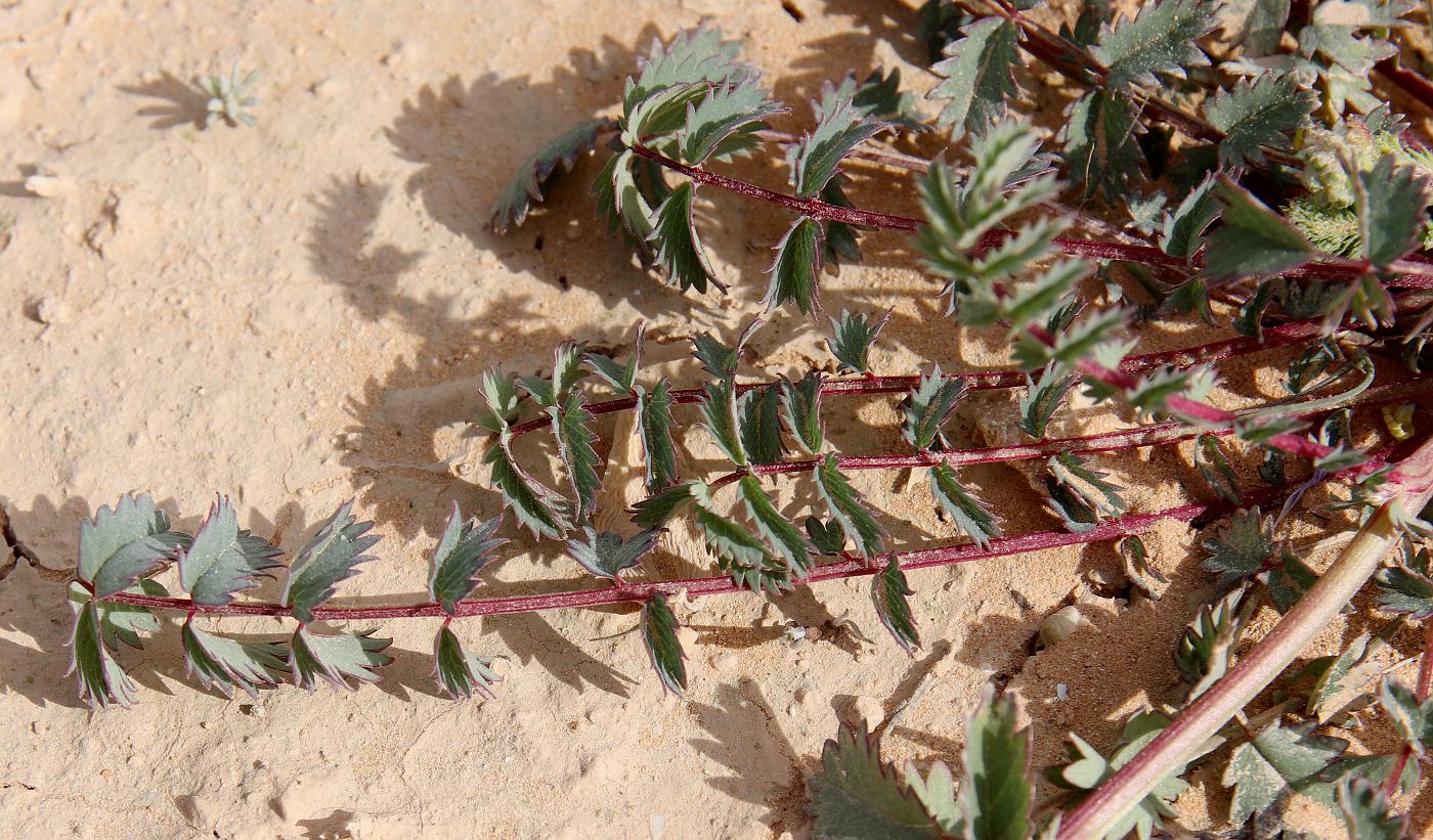 Image of Poterium verrucosum specimen.