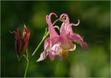 Aquilegia vulgaris