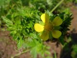 Potentilla intermedia