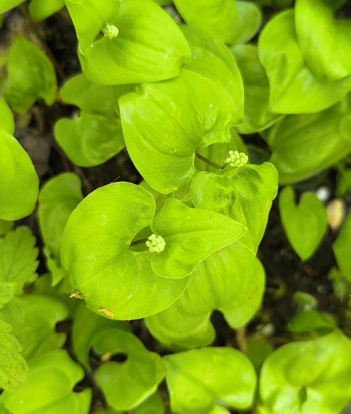 Изображение особи Maianthemum bifolium.