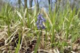Corydalis fumariifolia