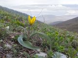Tulipa australis. Цветущее растение. Краснодарский край, м/о г. Новороссийск, гора Лысая-Новороссийская, ≈ 500 м н.у.м., горная степь. 05.04.2025.