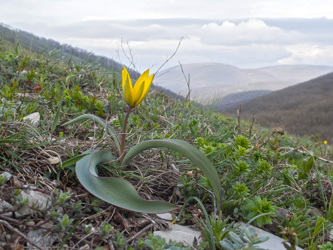 Image of Tulipa australis specimen.