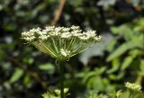 Cnidium dauricum