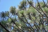 Pinus palustris