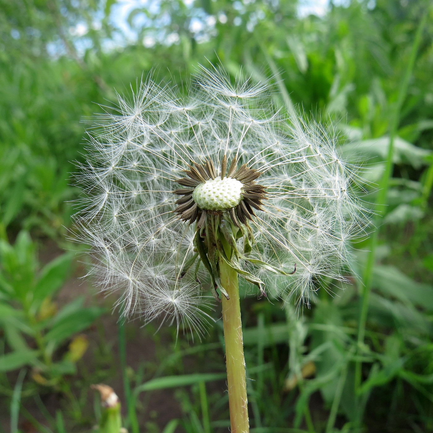 Image of Taraxacum officinale specimen.