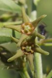 Vincetoxicum fuscatum