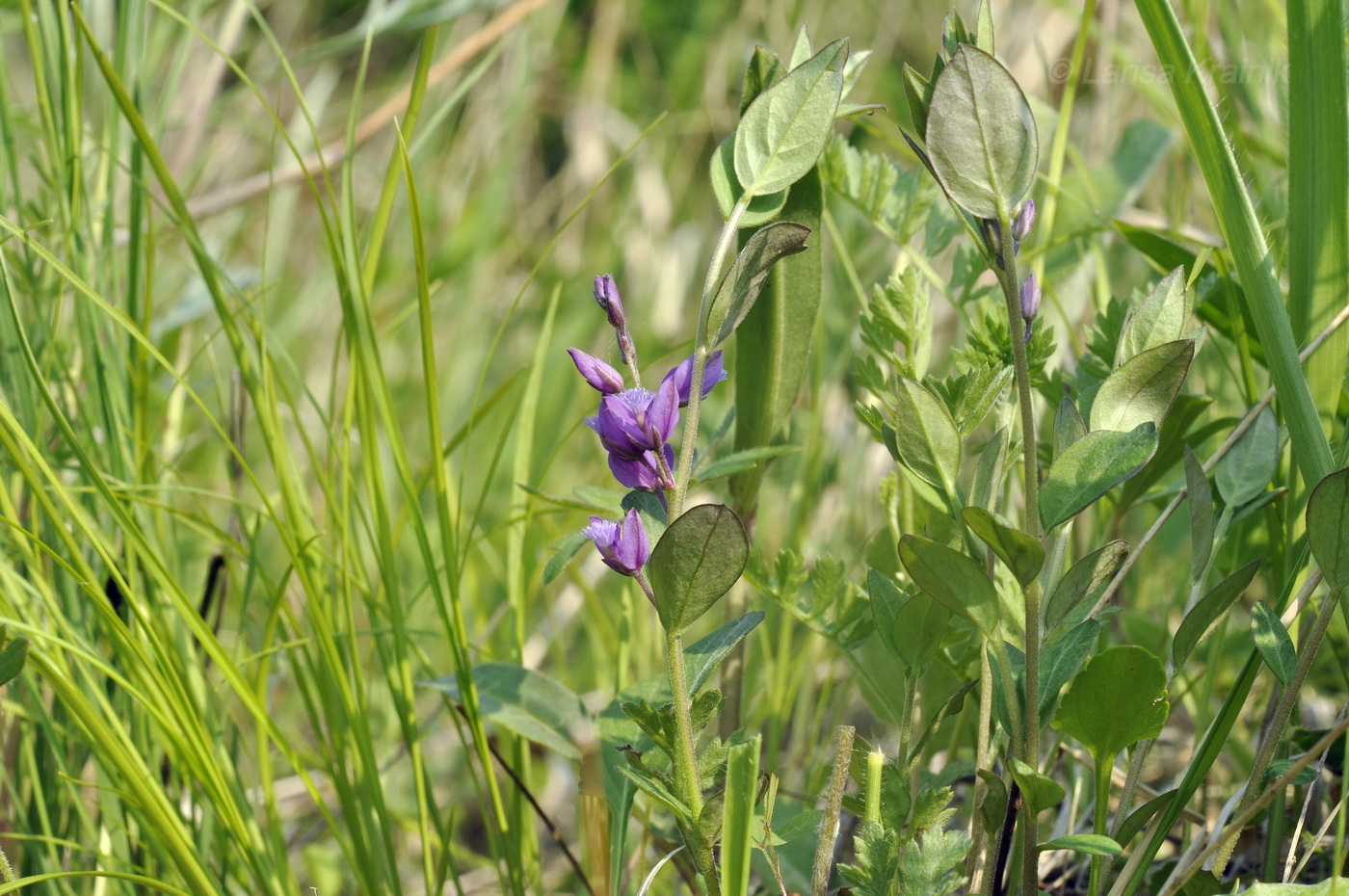 Image of Polygala japonica specimen.