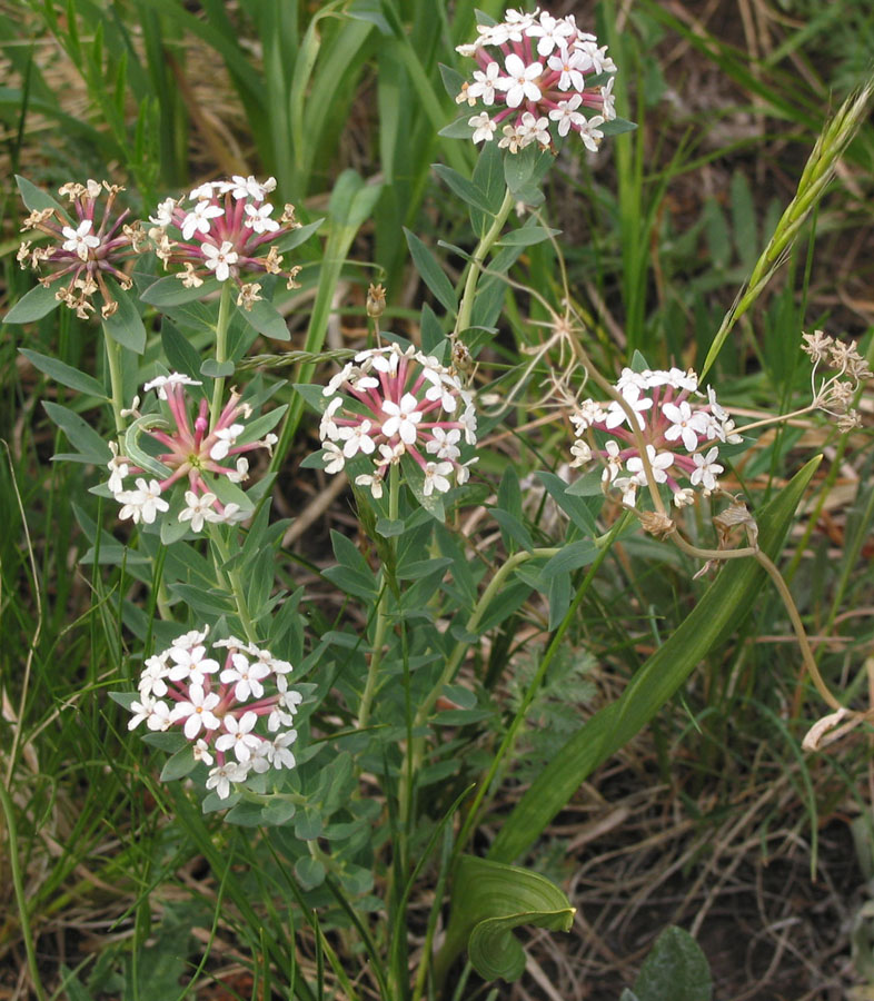 Image of Stellera chamaejasme specimen.