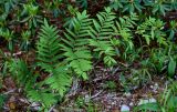 Osmunda japonica. Стерильная вайя. Китай, пров. Аньхой, национальный парк \"Хуаншань\", смешанный лес. 29.05.2025.