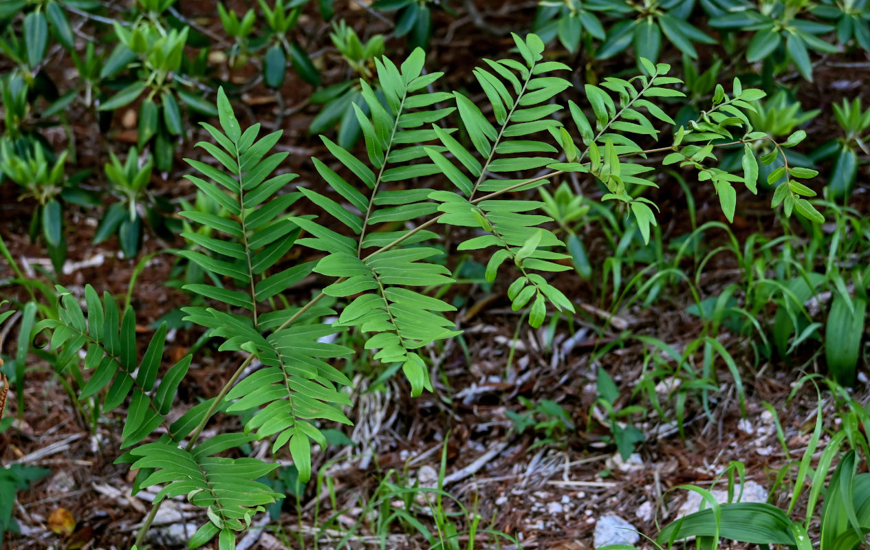 Image of Osmunda japonica specimen.