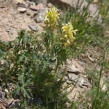 Pedicularis condensata. Цветущее растение. Карачаево-Черкесия, Домбай, гора Мусса-Ачитара, ≈ 2600 м н.у.м., на каменистом склоне. 09.07.2020.