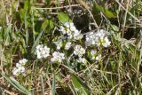 View full-size image genus Draba