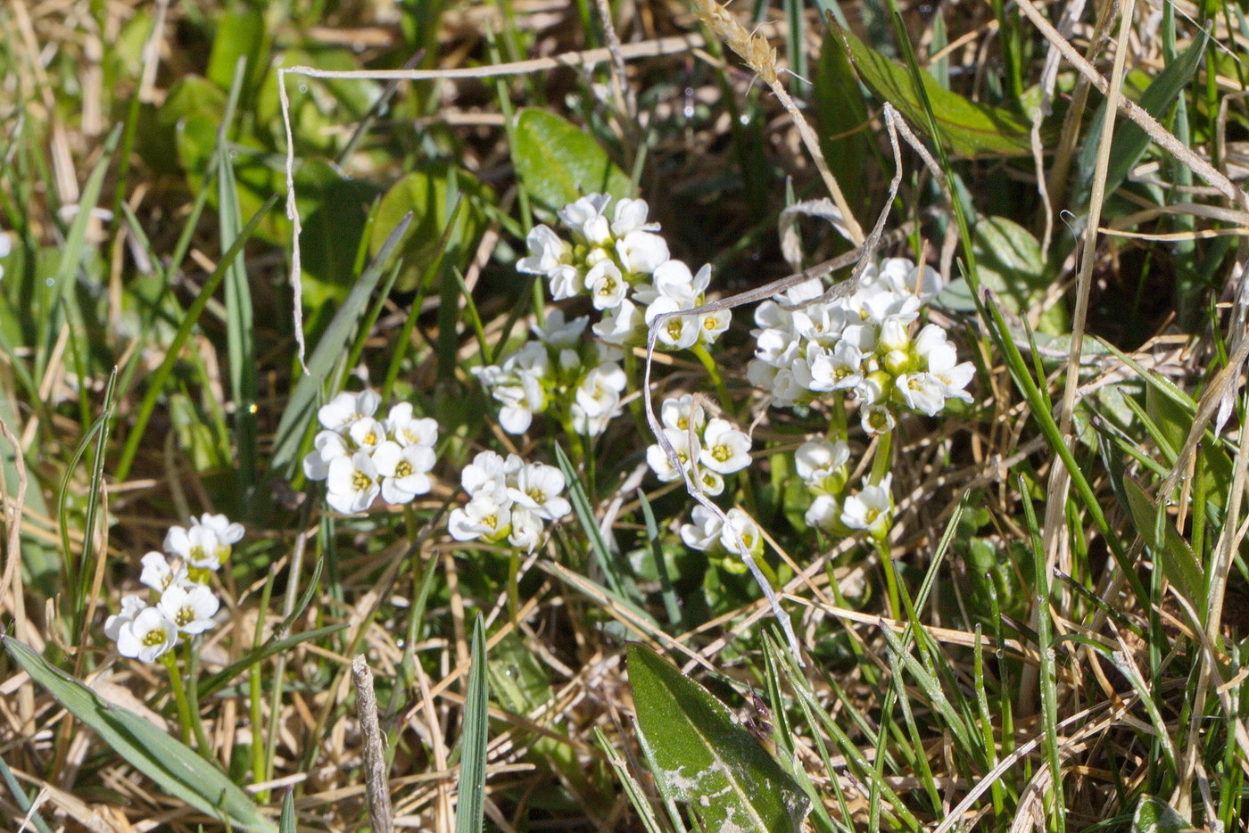 Image of genus Draba specimen.