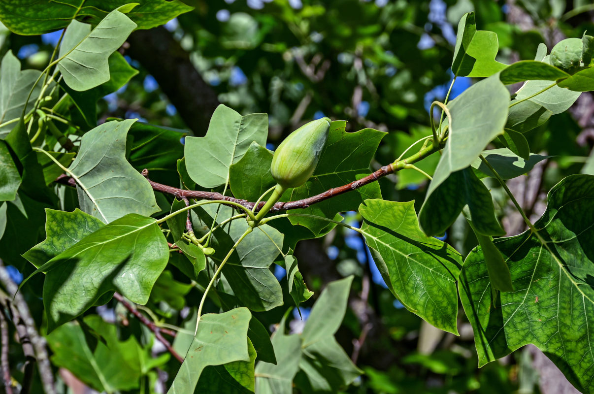 Image of Liriodendron tulipifera specimen.