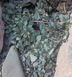 Mertensia maritima