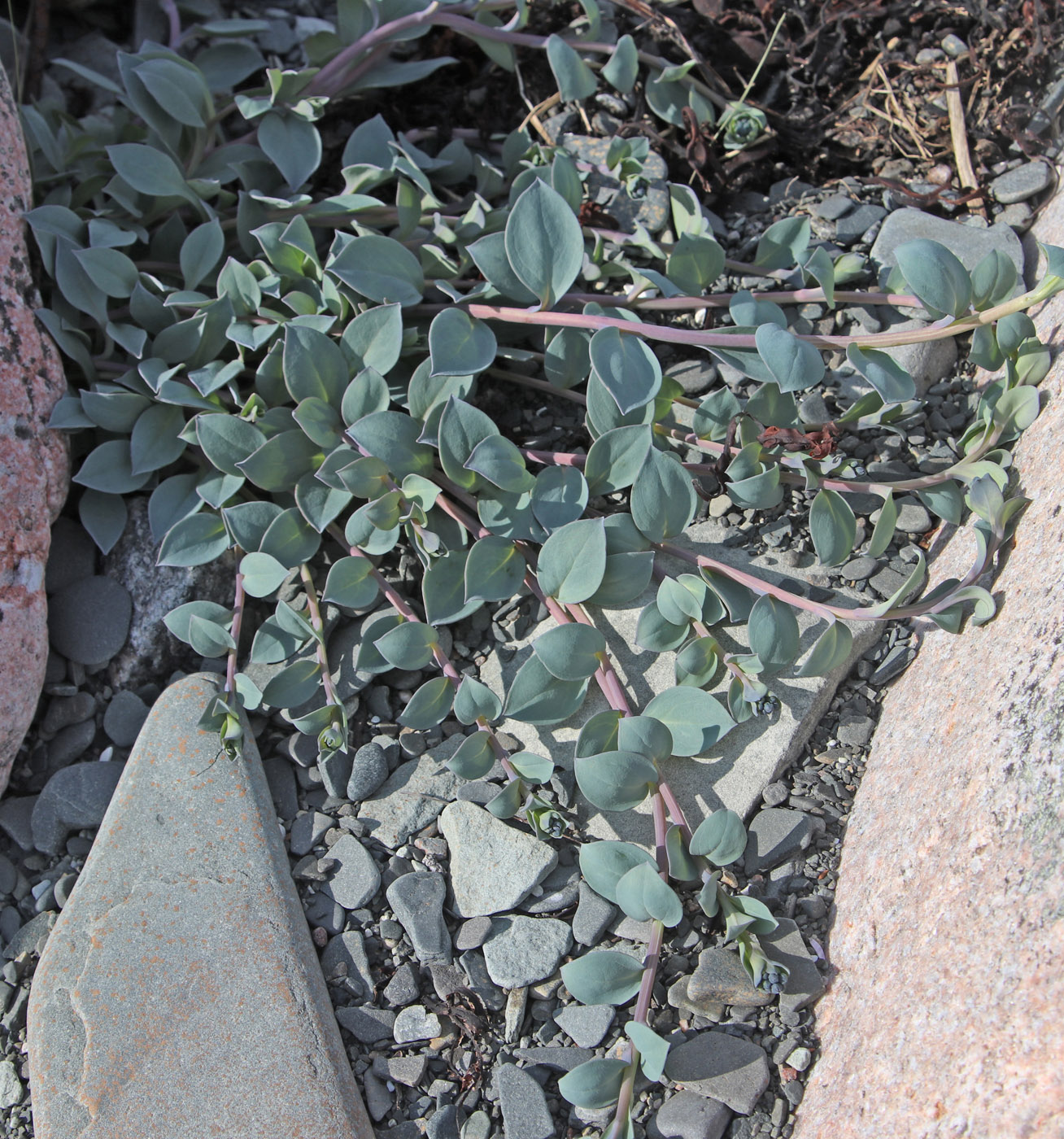 Изображение особи Mertensia maritima.