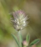 Trifolium arvense